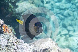 Yellowtail Damselfish