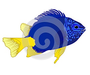 Yellowtail Damselfish illustration