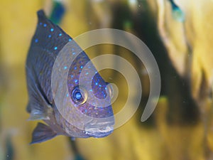 Yellowtail damselfish, Microspathodon chrysurus. CuraÃÂ§ao, Lesser Antilles, Caribbean