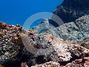 Yellowtail Damselfish swimming in the Caribbean sea