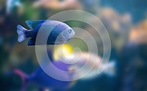 Yellowtail Damselfish - Marine Fish