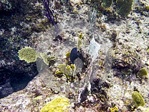 Yellowtail damselfish