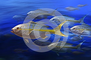 Yellowtail fish photo