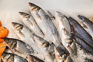 Yellowtail fish chilled on a background of white ice. Seafood, fish