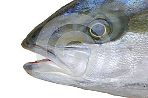 Yellowtail fish head