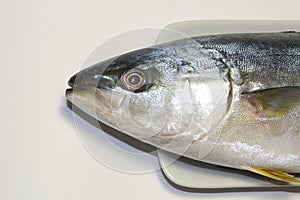 Yellowtail fish head