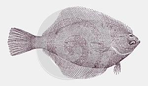 Yellowtail flounder in top view