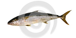 Yellowtail food fish isolated on white