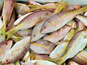 Yellowtail snapper