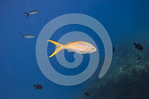 Yellowtail snapper