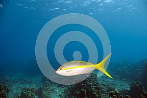 Yellowtail snapper