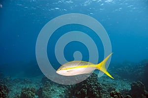 Yellowtail snapper