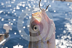 Yellowtail Snapper hooked on a boat