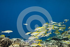 Yellowtail snapper Ocyurus chrysurus