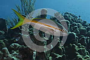 Yellowtail Snapper (Ocyurus chrysurus)