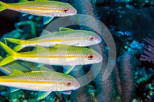 Yellowtail snapper, Ocyurus chrysurus