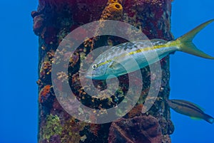 Yellowtail snapper ocyurus chrysurus swimming next to a pier pillar in Bonaire