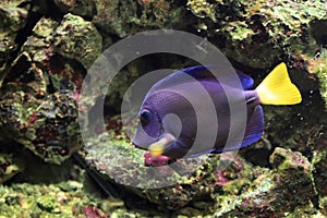 Yellowtail tang