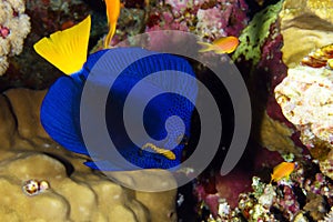 Yellowtail tang