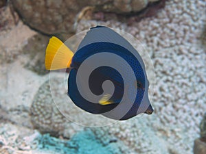 Yellowtail tang