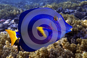 Yellowtail tang - (Zebrasoma xanthurum) close up and coral reef - Red Sea