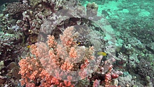 Yellowtail tang Zebrasoma xanthurum in coral of Red sea Sudan
