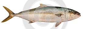 Yellowtail Tuna