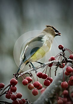 Yellowtail Waxwing in the Flowering Crab Tree