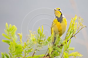 Yellowthroated Longclaw Bird