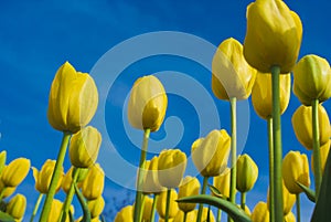 YellowTulips Against the Blue Sky