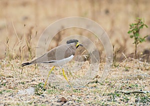 Yellowwattled Lapwing on the ground