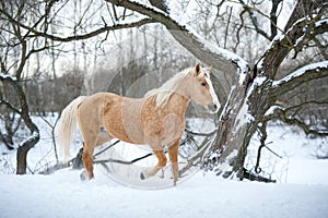 Yelloy horse running gallop in winter forest