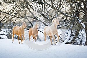 Yelloy horses running gallop in winter forest
