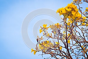 Yelloyellow flowers blossom in spring sumw flowers blossom in spring summer bluer sky background lively season holday concept idea