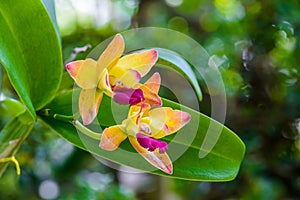 Yellwo Orchid flower in tropical garden.