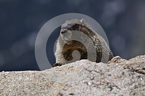 Yelow Bellied Marmot