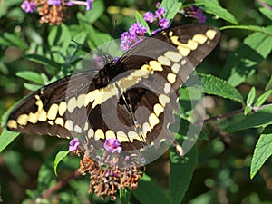 Yelow Black Swallowtail Butterfly