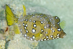 Yelow cube fish in thecwater of the ref sea reefs