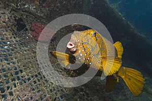 Yelow cube fish in thecwater of the ref sea reefs