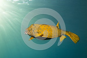 Yelow cube fish in thecwater of the ref sea reefs