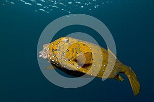 Yelow cube fish in thecwater of the ref sea reefs