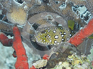 Yelow cube fish in the water of the ref sea reefs photo