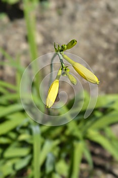 Yelow daylily