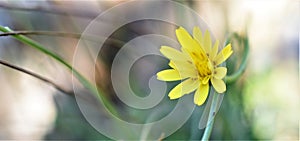 Yelow flower blurry background