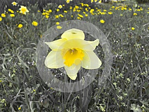 Yelow Flower, Desaturated Garden