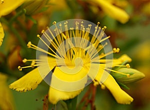 Yelow flower
