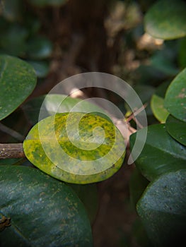 Yelow leaf besides green leaves
