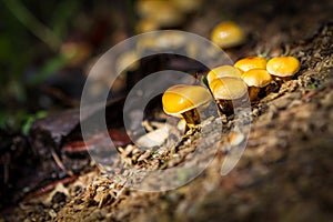 Žluté houby v lese