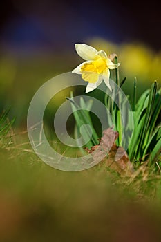 Yelow Narcissus