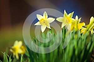 Yelow Narcissus - Spring